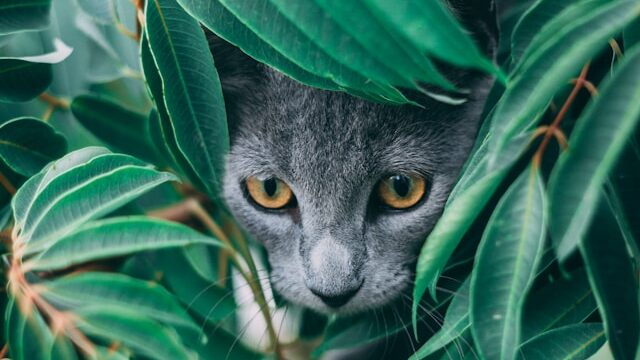 Houseplants for Cats - cat peaking outside behind green leaves