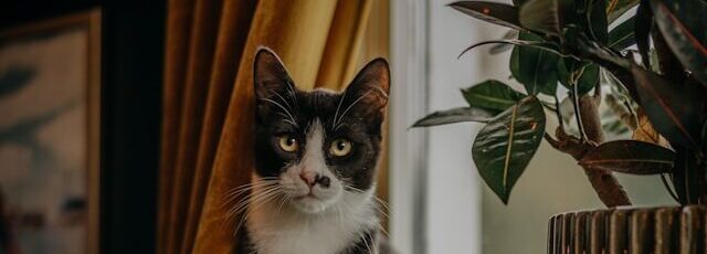 Tuxedo cat sits next to house plant - gatos