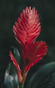 Red Bromelia Close-Up