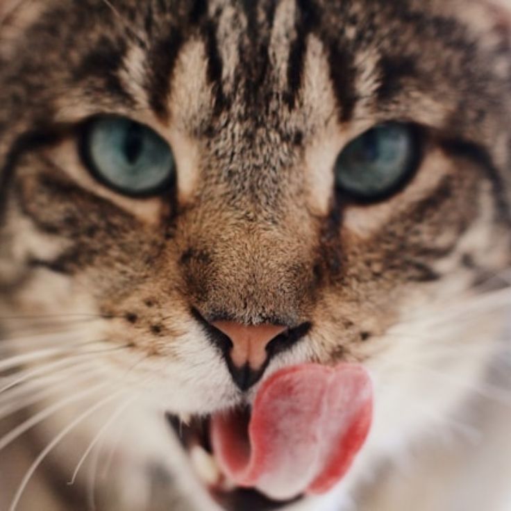 Desvendar o Provérbio: O Gato Comeu-te a Língua