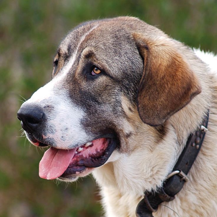 Cão de Gado Transmontano: Perfil da Raça Portuguesa