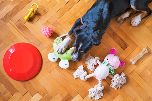 dog stimulating toys play - cão