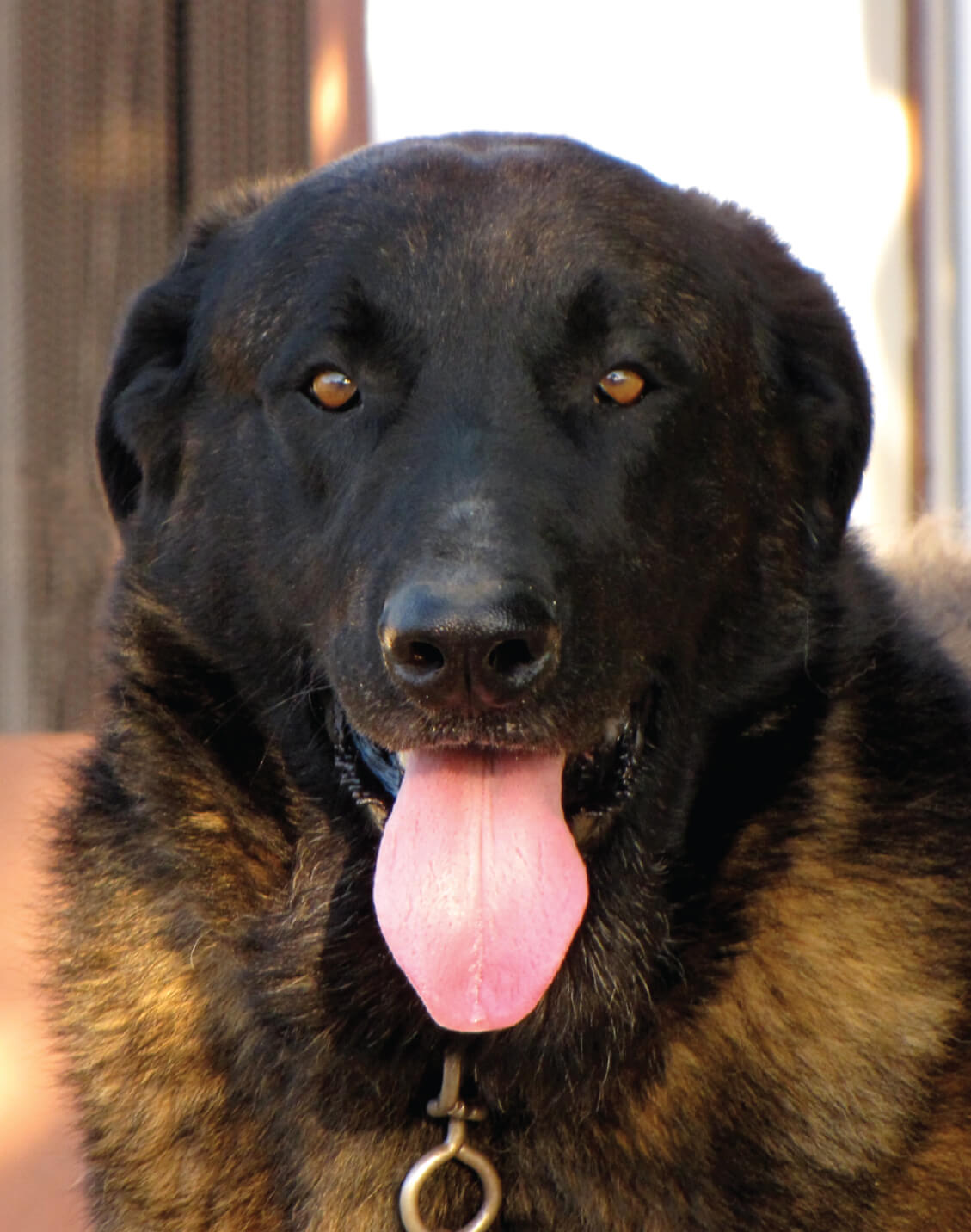 Serra da Estrela Dog: Profile of the Portuguese Breed