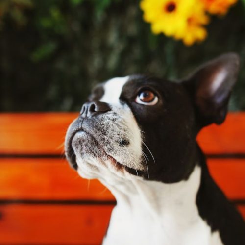Boston Terrier: Breed Profile, Characteristics, and Care - Boston Terrier cão