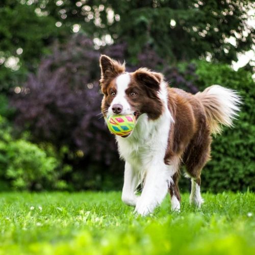 Hundeo: The Dog Training App - hundeo training app cão - treino