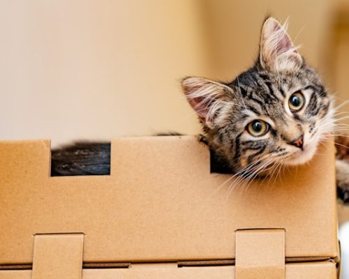 cat inside moving boxes - gatos
