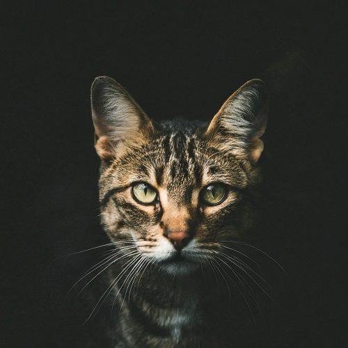 Can Cats See in the Dark? - Os gatos conseguem ver no escuro