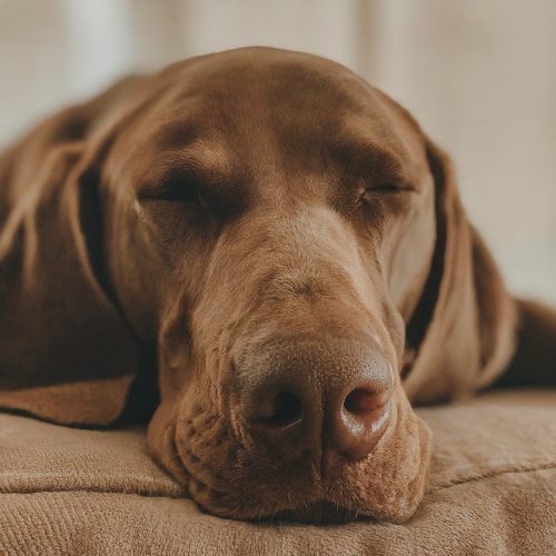 Why Does My Dog Sleep So Much? - Porque Dorme o Meu Cão Tanto