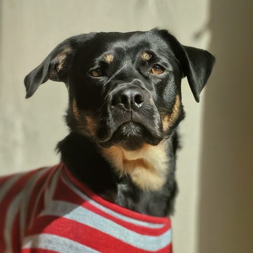 The 5 Best Recovery Suits for Dogs - dog_with_pyjamas - fatos de recuperação