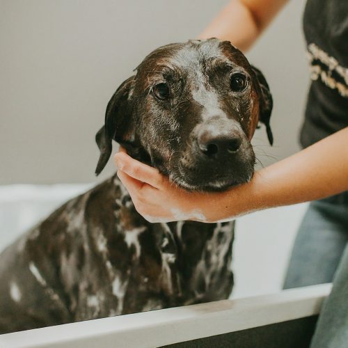 giving_a_dog_a_bath - banho cão - How to Give your Dog a Bath