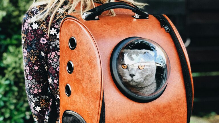 Top 10 Best Cat Carriers - Grey scottish fold cat inside orange backpack pet carrier, held by blond woman