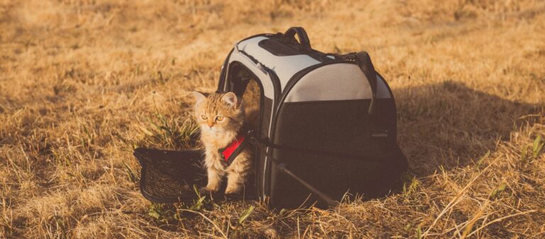 Small cat stands outside pet carrier in a field - dicas