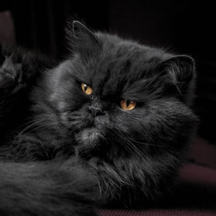 Persian Cat: Breed Profile, Characteristics, and Care - gato persa preto