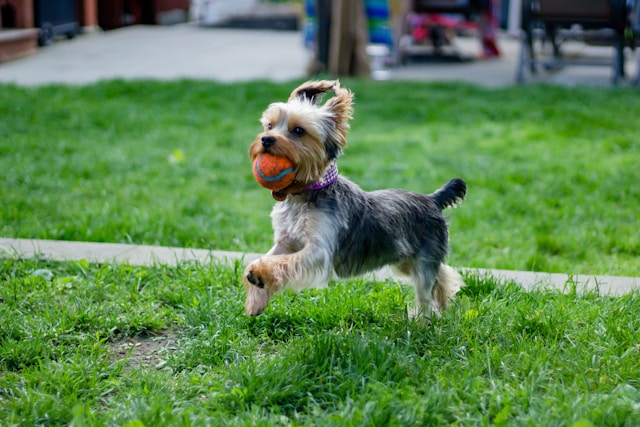 dog running with ball