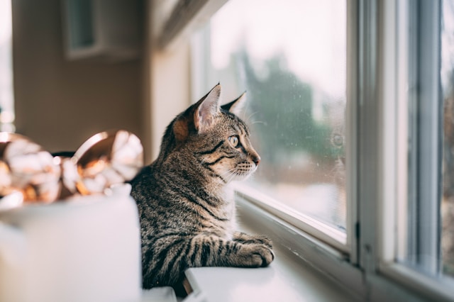 cat looking outside window - enriquecimento visual