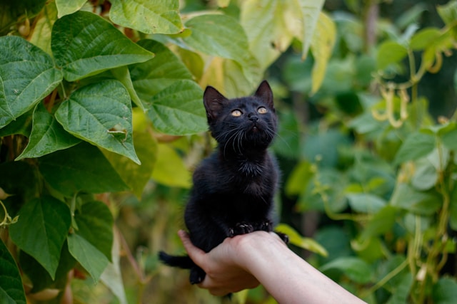 Os Mitos dos Gatos Pretos: Uma Exploração da Realidade por Trás da Superstição
