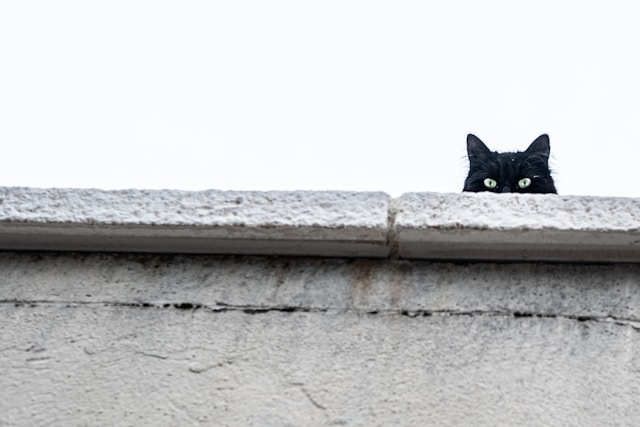 Unraveling the Myth of the Black Cat: An Exploration of the Reality Behind Superstition - Os Mitos dos Gatos Pretos: Uma Exploração da Realidade por Trás da Superstição