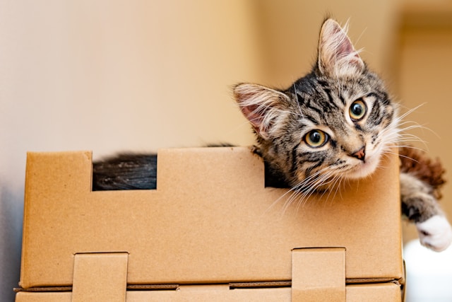 cat inside moving boxes - gatos