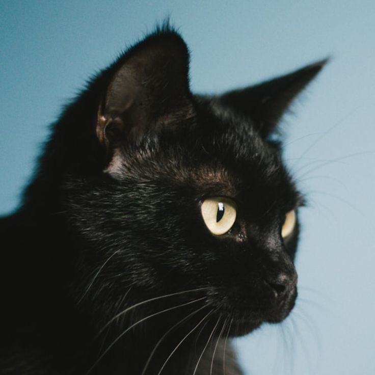 O Mito do Gato Preto: Uma Exploração da Superstição