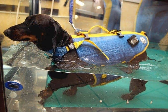 hidroterapia-daschshund