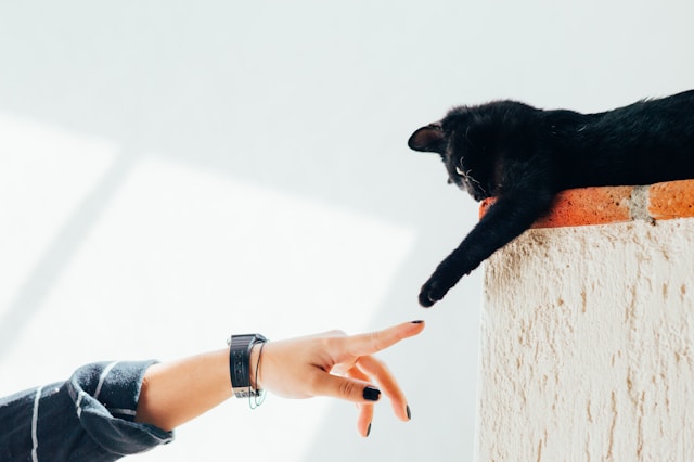 little black cat trying to touch human - Enrichment for Your Cat