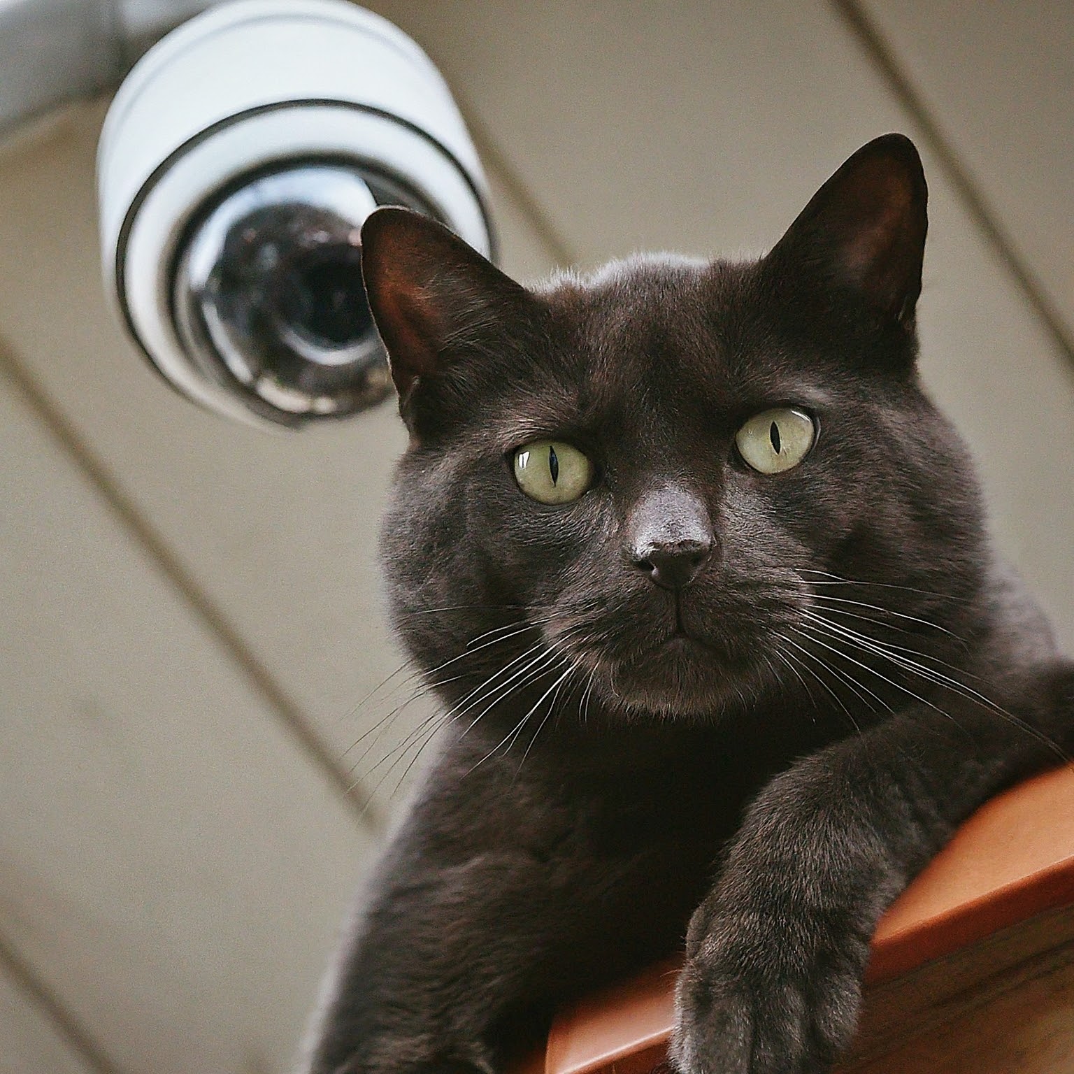 The 6 Best Pet Cameras of 2024 - cat_next_to_security_camera - As 6 Melhores Câmaras para Animais de Estimação