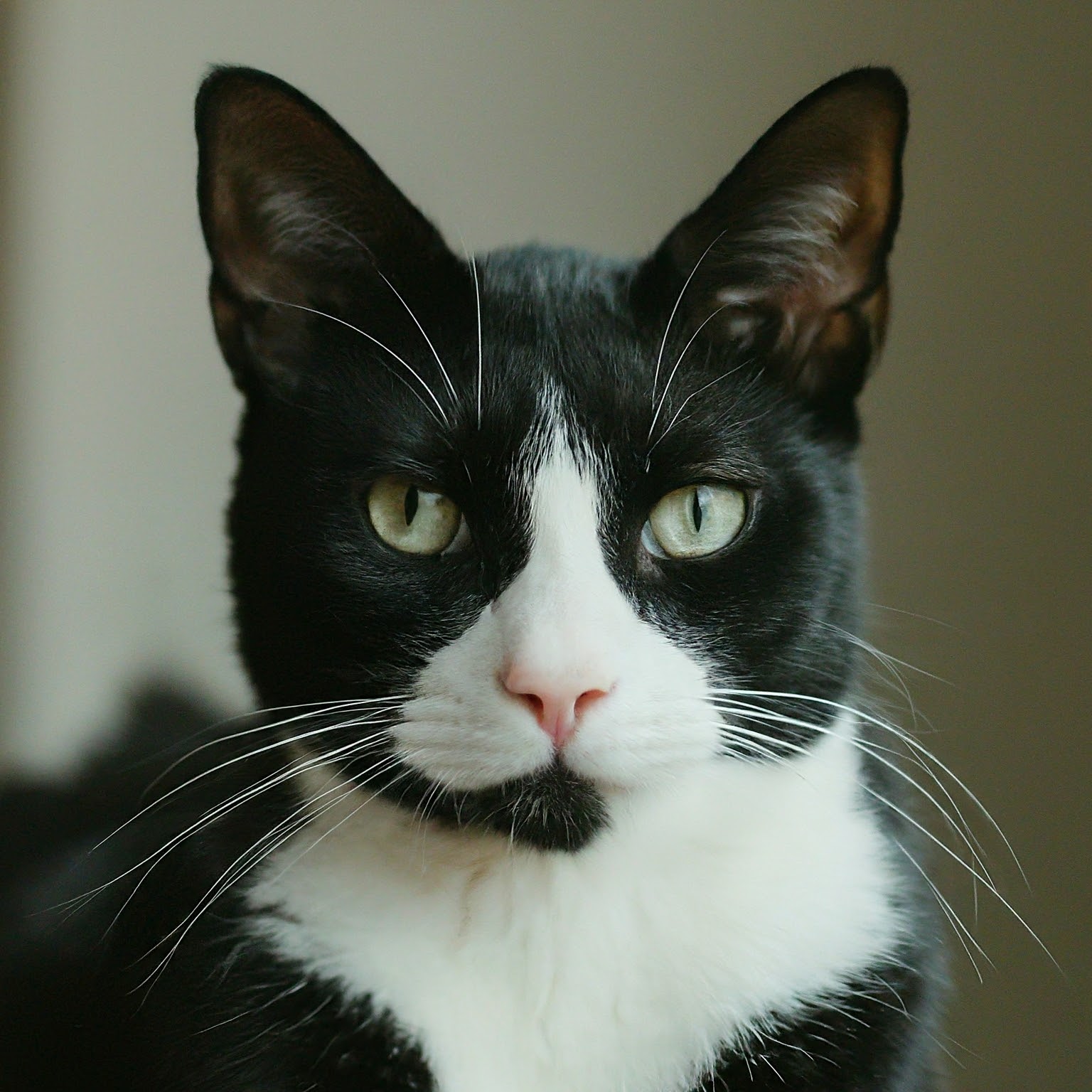 Tuxedo Cat: Breed Profile, Characteristics, and Care - tuxedo cat - gato