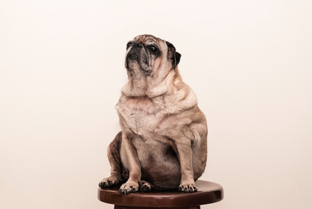 obesidade nos cães - pug -Obesity in Dogs