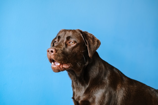 Labrador Retriever: Breed Profile, Characteristics, and Care - Labrador Retriever: Perfil da Raça, Características e Cuidados