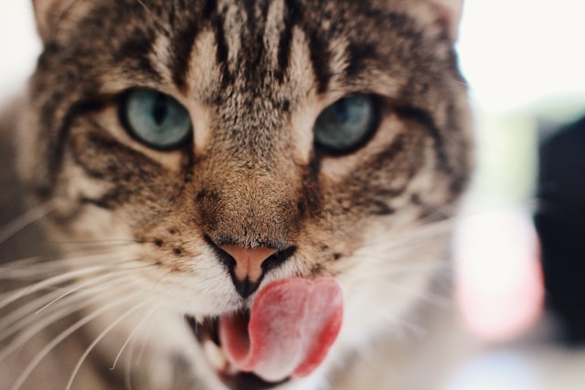 Unraveling the Origin and Meaning of the Expression “Cat Got Your Tongue?” - Desvendar o Provérbio: O Gato Comeu-te a Língua