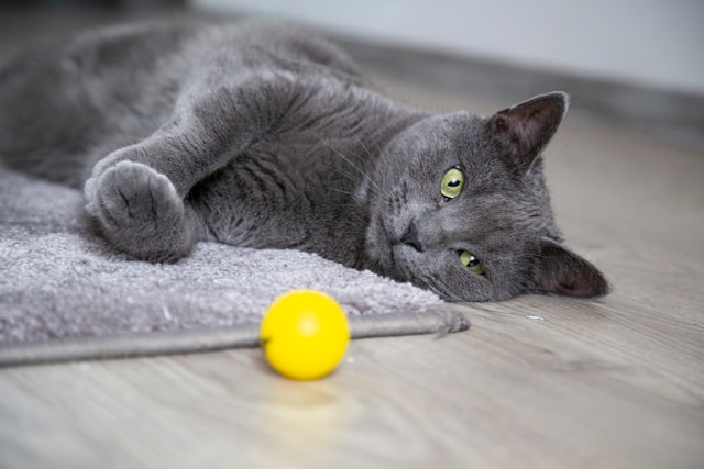 cat with yellow ball