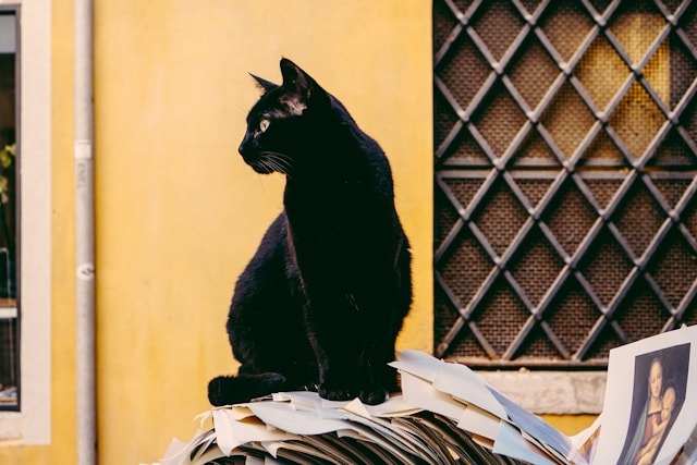 Os Mitos dos Gatos Pretos: Uma Exploração da Realidade por Trás da Superstição