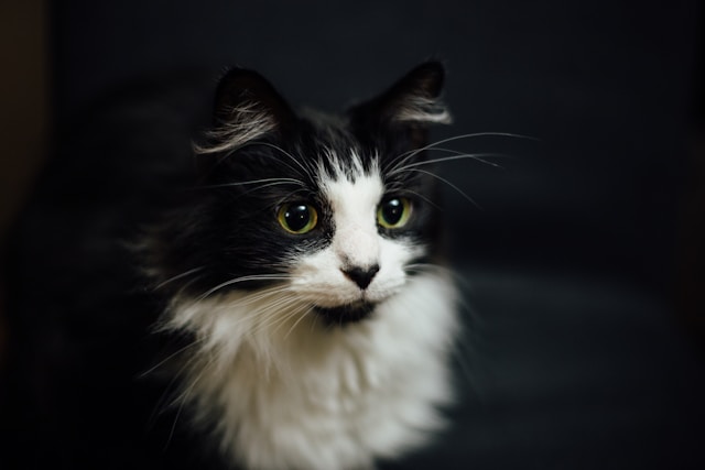 tuxedo cat - gato