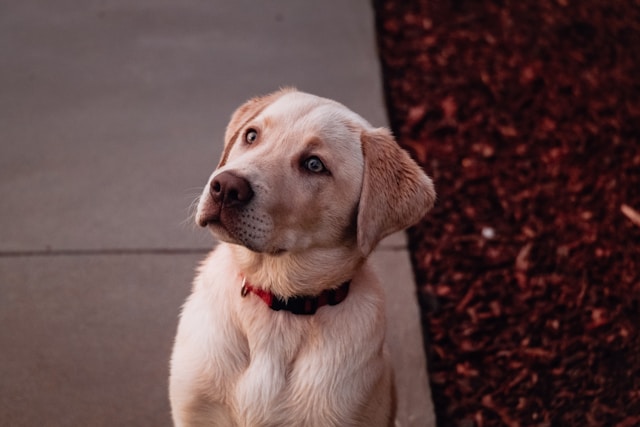Labrador Retriever: Perfil da Raça, Características e Cuidados